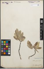Foto von Salix glaucosericea Flod.